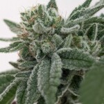 GG4 Closeup