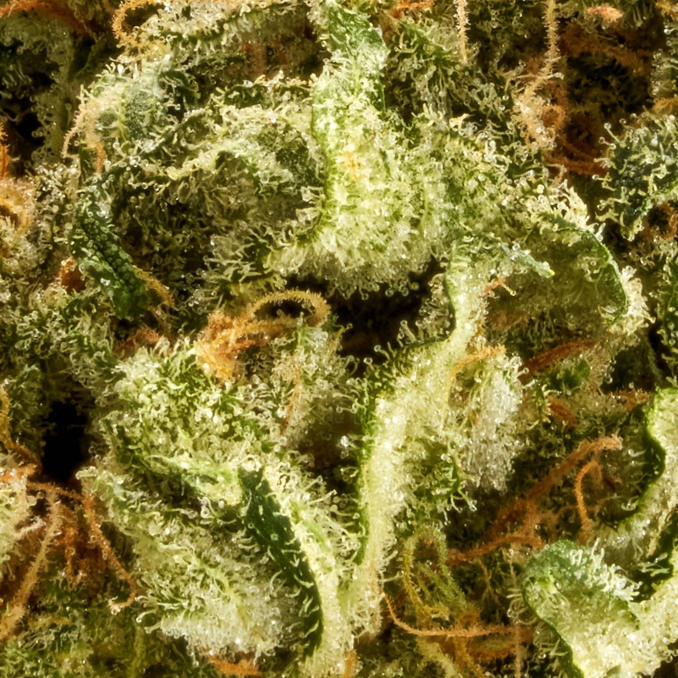 Sour Berry Diesel Closeup